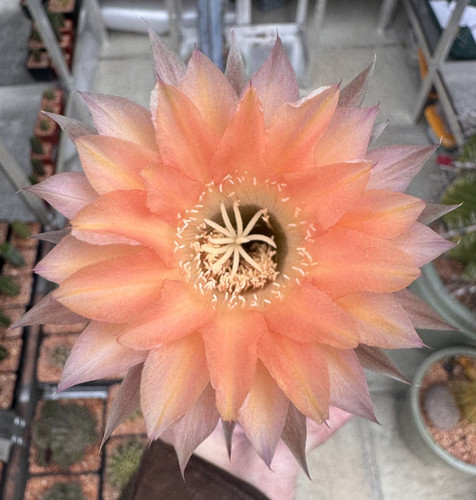 Fresh cactus seed x20 - fresh,