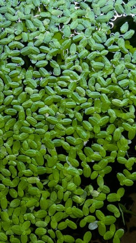 Duck weed duckweed pond live - duck,