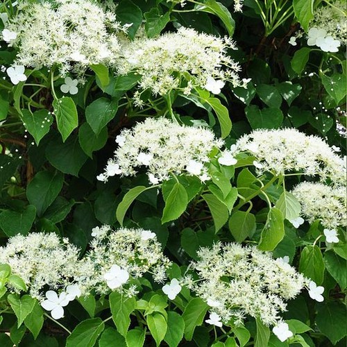 Suttons hydrangea petiolaris - suttons,