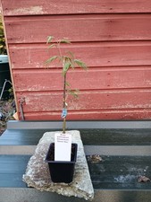 Acer palmatum dissectum Demi