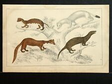 Antique Weasel Print - Original Hand Coloured Engraving From Oliver Goldsmith