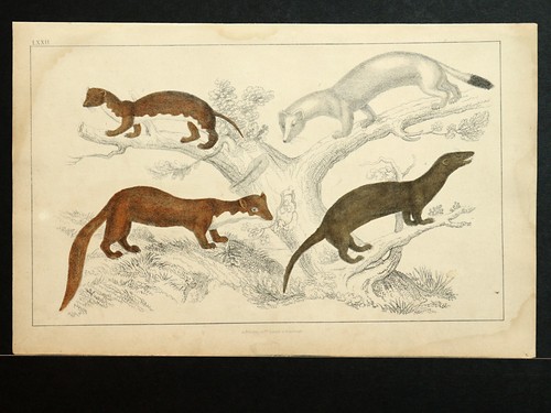 Antique weasel print - antique,