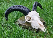 Ram Skull taxidermy art craft