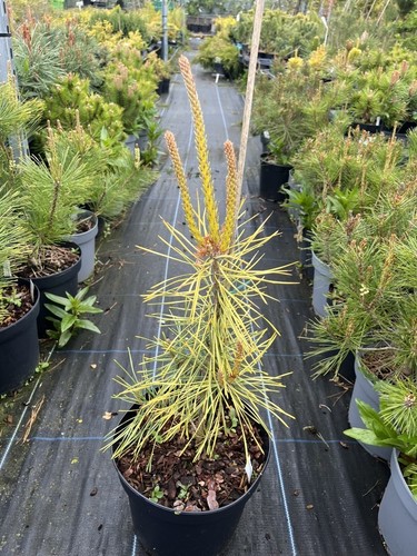 Scots pine anny winter - scots,