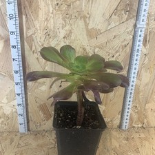 Aeonium Velour