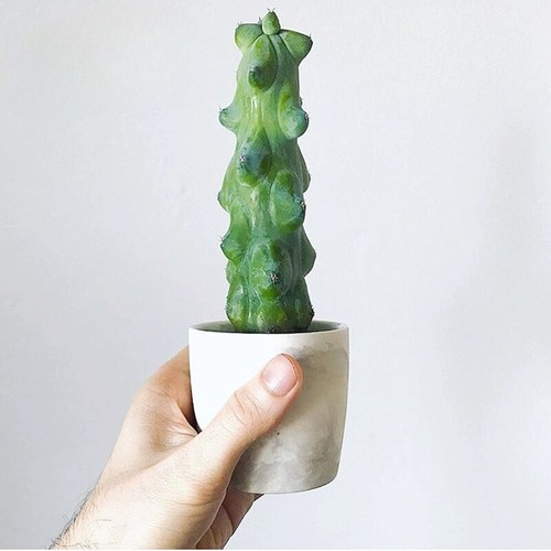 12cm succulent cactus - cactus, plant