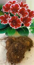 3 GLOXINIA (SINNINGIA) KAISER FRIEDRICH RED/WHITE BULBS/CORMS INDOOR PLANT