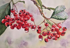 Red Cranberry Still Life