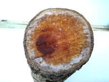 Yew Log 27cm long Width 9 to