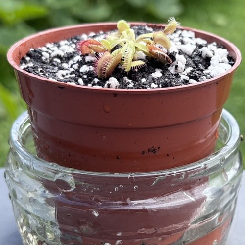 Carnivorous plant venus fly - carnivorous,