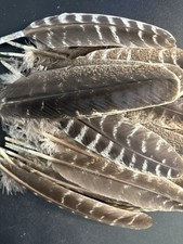 5pcs Natural Real Barred Wild