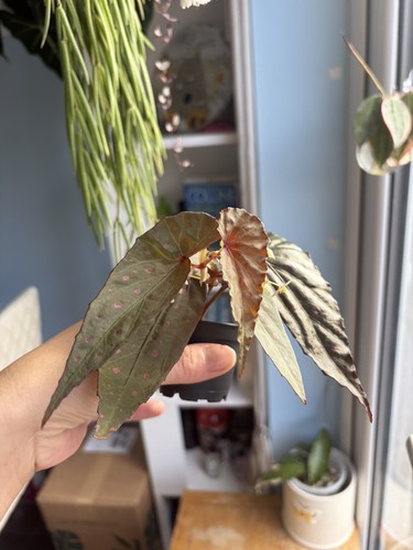 Begonia malachosticta 7cm - begonia,