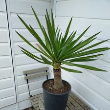 Yukka Gloriosa  83.5cm Tall