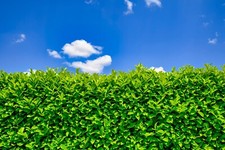 10 Cherry Laurel 2-3ft Tall Hedging Plants Evergreen Hedge Prunus Rotundifolia