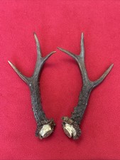 PAIR OF ROE DEER ANTLERS , 214g. aprox. 23/24cm.