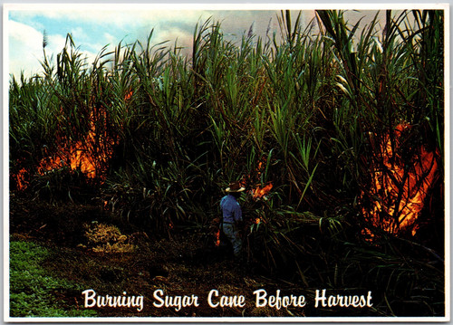 Burning sugar cane before - burning,