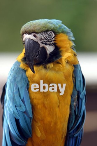 Macaw parrot wall art - macaw,