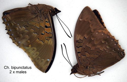 Butterfly charaxinae 2 x - charaxinae,
