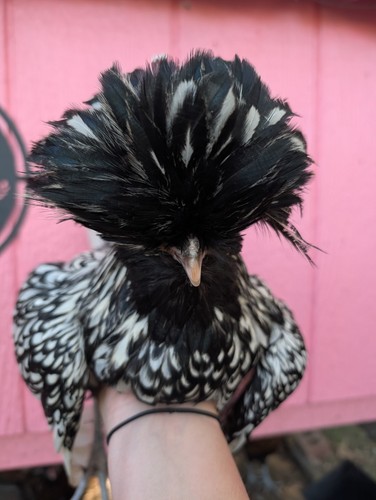 Polish chicken hatching - polish,