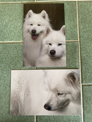 Samoyed white hound terrier - white,