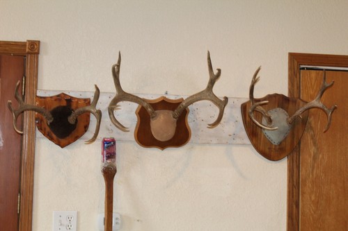 Mule deer mounts - mule,