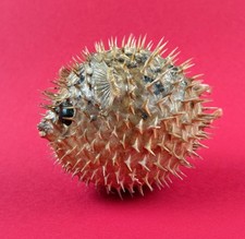 Antique Taxidermy Pufferfish