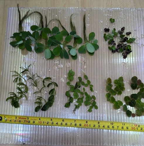 Easy grow floating - grow, plants