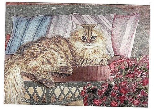 Persian cat silver sofa - cat, on