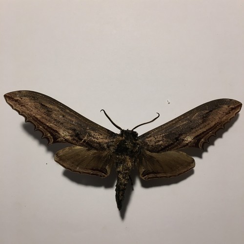 Real butterfly moth spread - butterfly/moth,