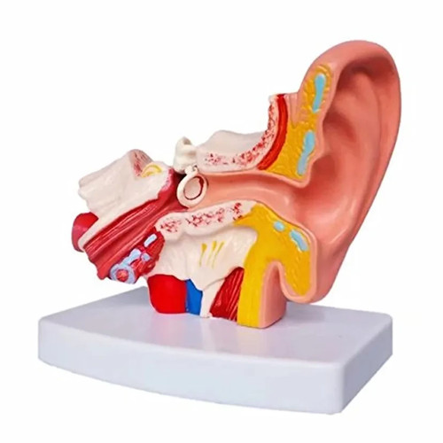 Human ear anatomy - human, model