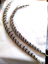 2 x Lady Amherst Pheasant