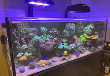 Radion Xr30 Gen 4-5-6 Shade 