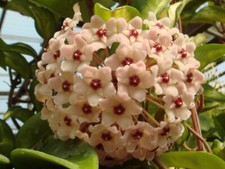 Hoya Carnosa plant rooted cutting 6inch
