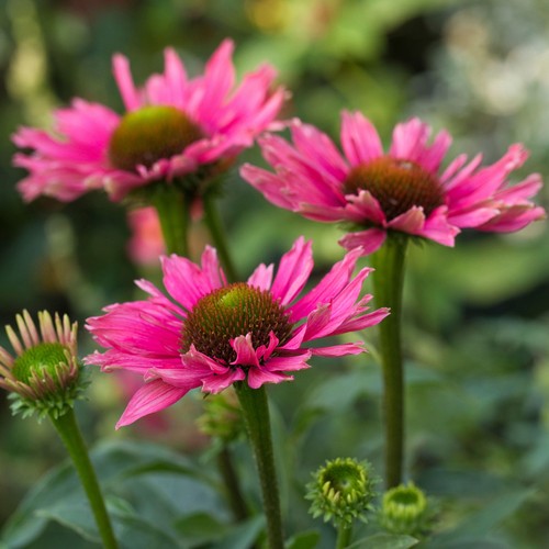 Echinacea sunseekers purple - echinacea,