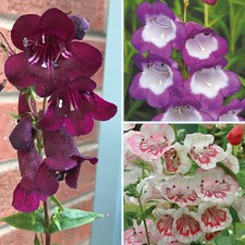 Perennial flowering plants - perennial,