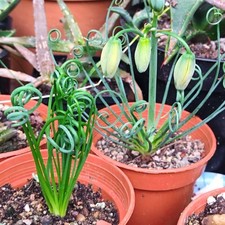 Albuca Spiralis - 10 Seeds - Ornithogalum Spiral Corkscrew Lily / Frizzle Sizzle