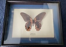 Vintage Framed Butterfly Collection Display Case - Real ButterflyTaxidermy