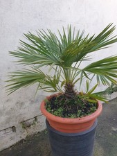 Trachycarpus Fortunei Large Windmill Palm Tree 100-120cm Garden Hardy Plant