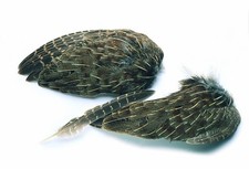 VENIARD – ENGLISH PARTRIDGE