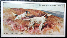 ENGLISH SETTER   Vintage 1924 Illustrated Card  JE17M