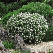 T&M Daphne Eternal Fragrance Hardy Shrub Garden Flowers 2x 15cm Potted Plants