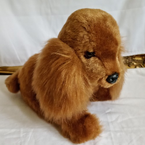 Golden cocker spaniel dog - golden,