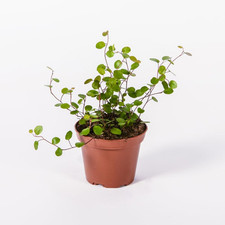 Muehlenbeckia Maidenhair Vine