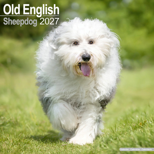 Old english sheepdog 2027 - old,