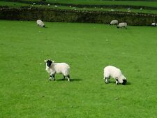 PERMANENT PASTURE GRASS CLOVER SEED GRAZING MIX SHEEP COWS CATTLE 1-20 ACRE FARM