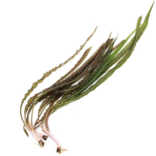 Cryptocoryne crispatula - 3x,