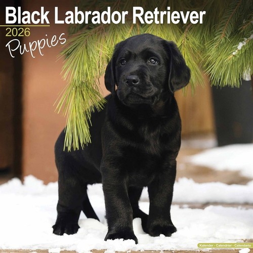 Black labrador retriever - labrador,