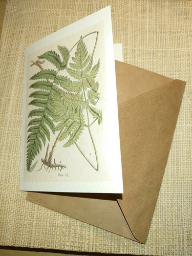 Botanical fern print cards - botanical,