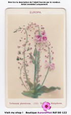 FLOWERS, PHOENICIAN MULLEIN