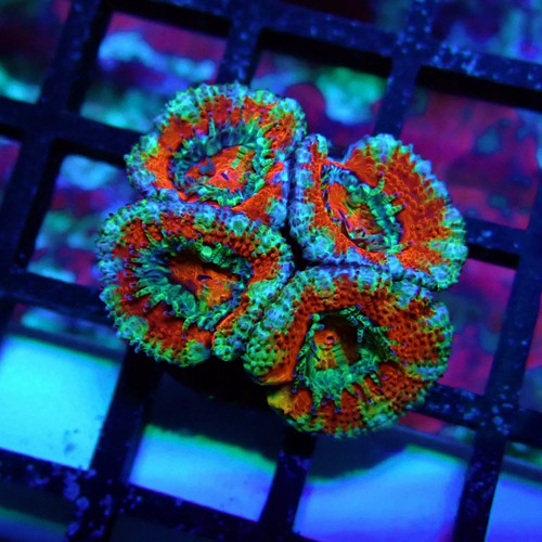 Wysiwyg acan lord coral frag - wysiwyg,